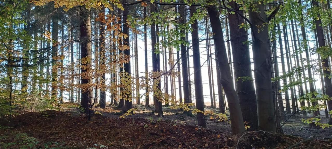 Appartamento Harzquartier Friedrichsbrunn Esterno foto